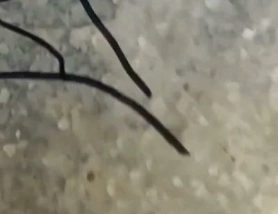 Bigg Cock Masterbating