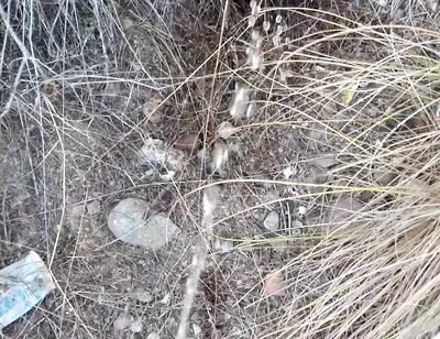 Risky Piss, I Had to Urinate in a Field Behind Some Flats Because My Cock Needed to Pee.