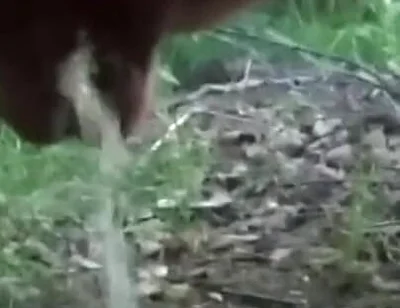 Want Me to Teabag You While I Piss?