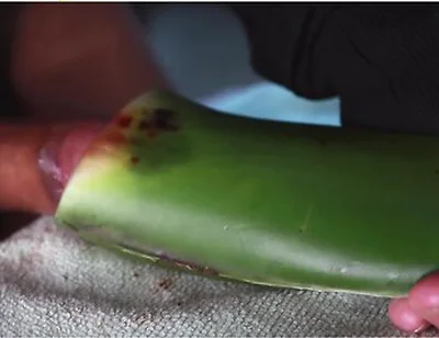 Jerking Off With Aloe Vera Ultil I Nut A Thick Load